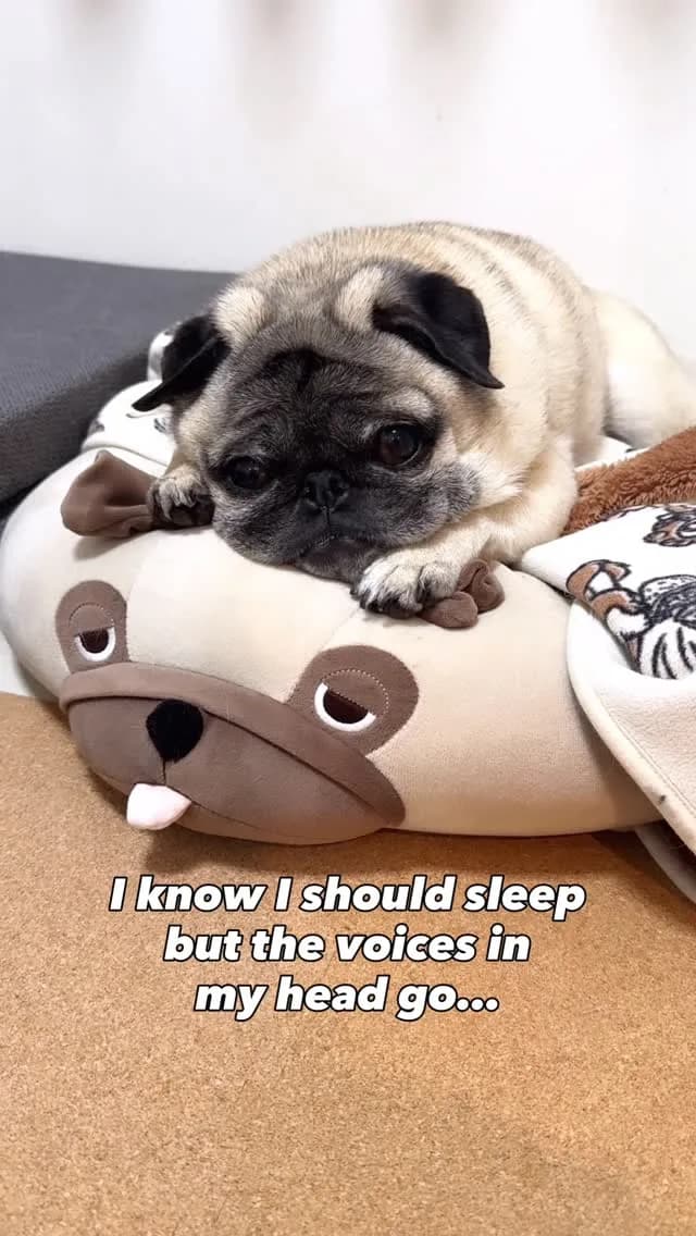 Born from a Potato, Built for Comfort